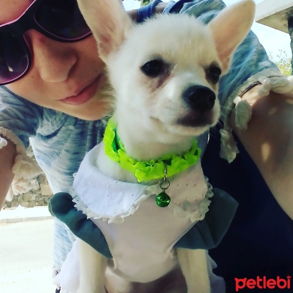 Pomeranyalı, Köpek  papi fotoğrafı
