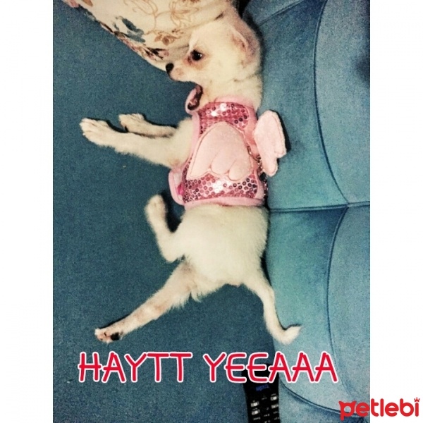 Pomeranyalı, Köpek  papi fotoğrafı