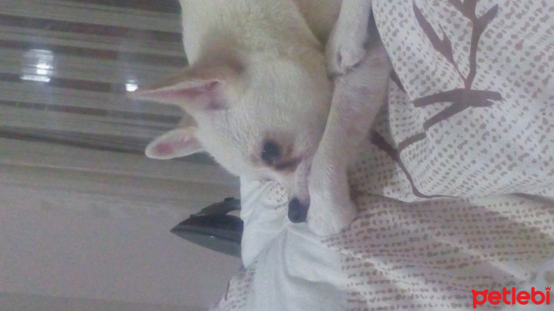 Pomeranyalı, Köpek  papi fotoğrafı