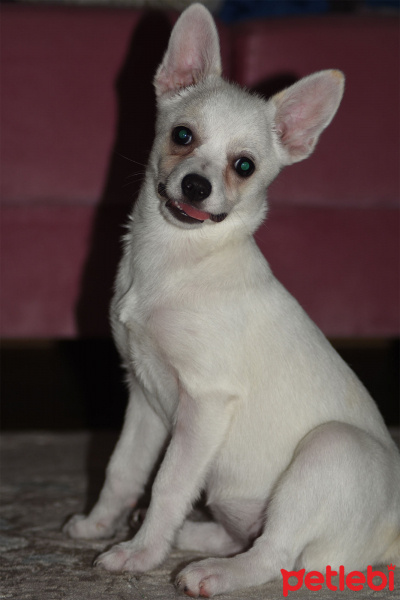 Pomeranyalı, Köpek  papi fotoğrafı
