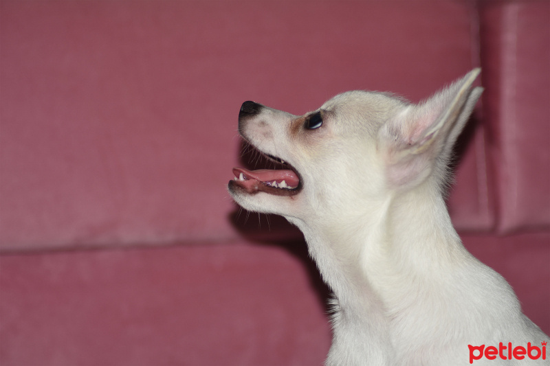 Pomeranyalı, Köpek  papi fotoğrafı