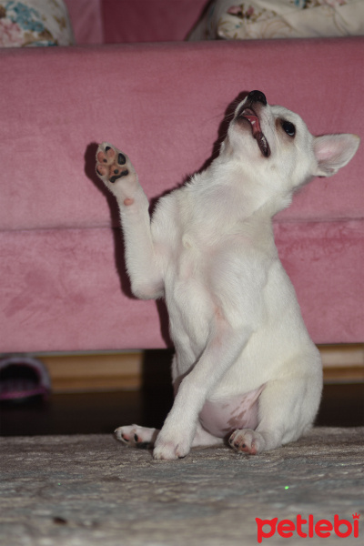 Pomeranyalı, Köpek  papi fotoğrafı
