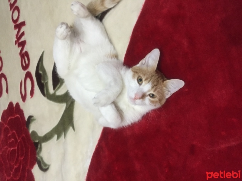 Tekir Kedi, Kedi  Çıtır fotoğrafı