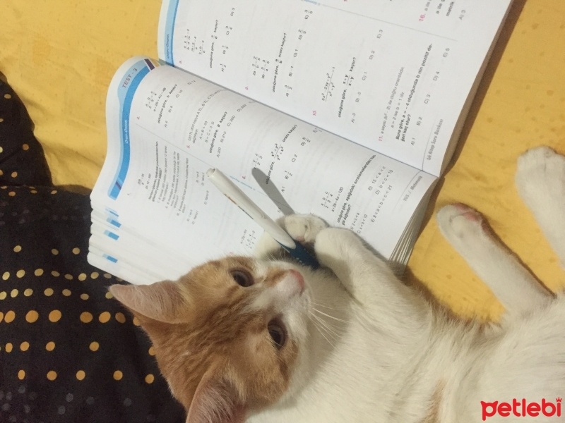 Tekir Kedi, Kedi  Çıtır fotoğrafı