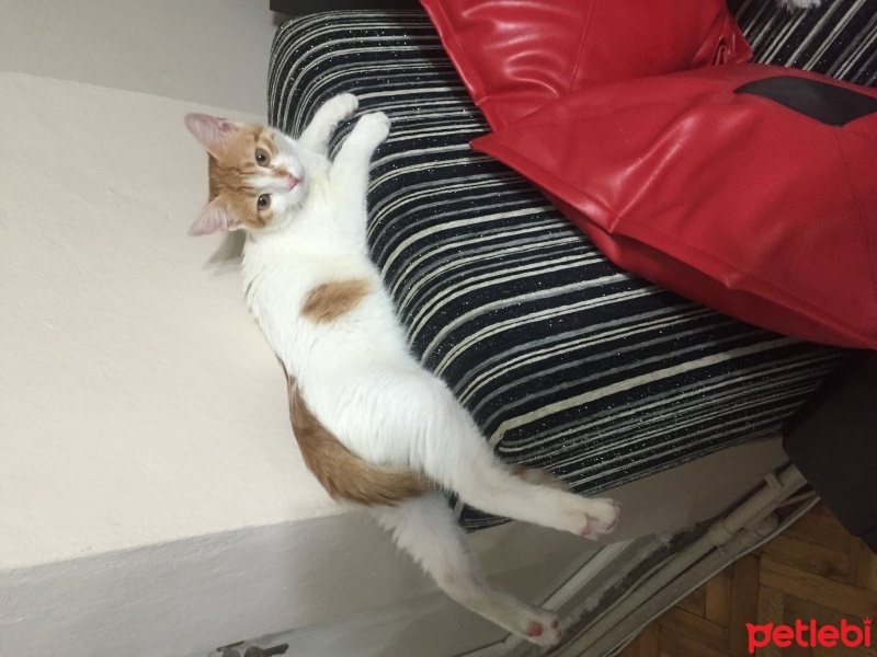 Tekir Kedi, Kedi  Çıtır fotoğrafı