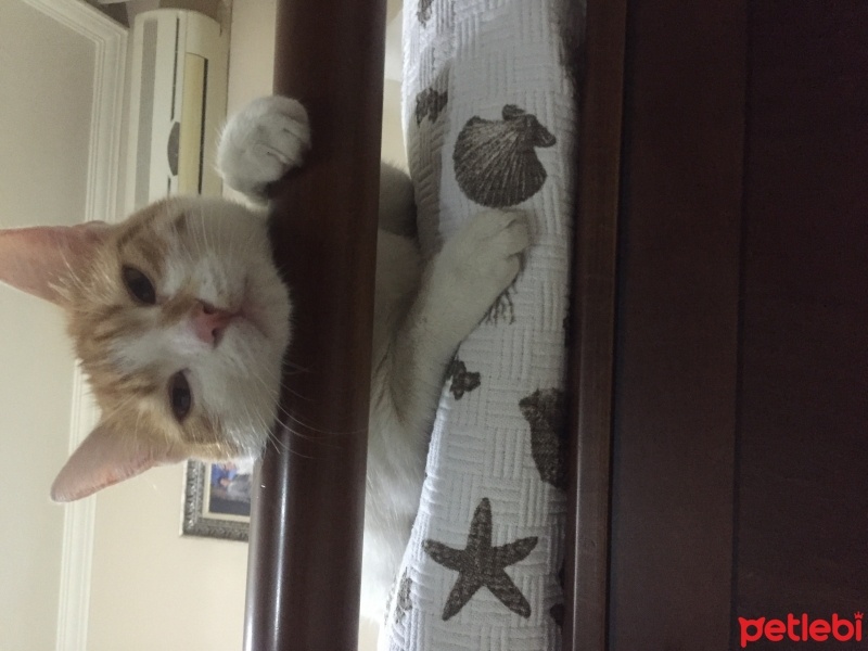 Tekir Kedi, Kedi  Çıtır fotoğrafı