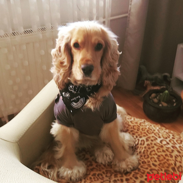 Amerikan Cocker Spaniel, Köpek  Kaju fotoğrafı