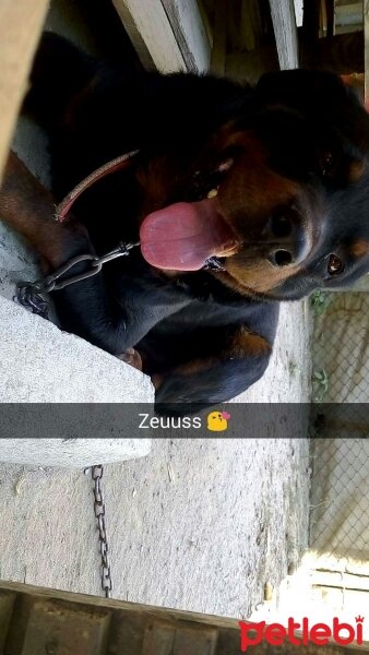 Rottweiler, Köpek  Zeus fotoğrafı