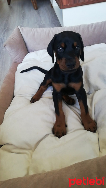 Doberman Pinscher, Köpek  THOR fotoğrafı