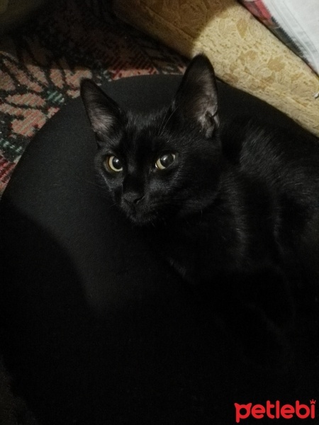 Bombay, Kedi  Karadayı fotoğrafı