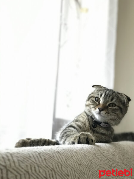 Scottish Fold, Kedi  Lena fotoğrafı