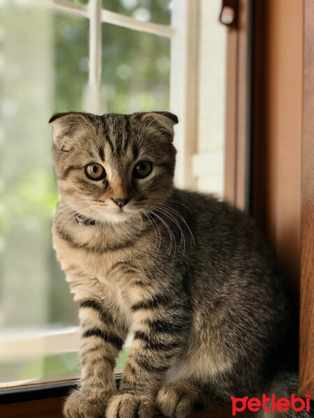 Scottish Fold, Kedi  Lena fotoğrafı