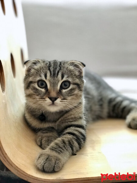 Scottish Fold, Kedi  Lena fotoğrafı