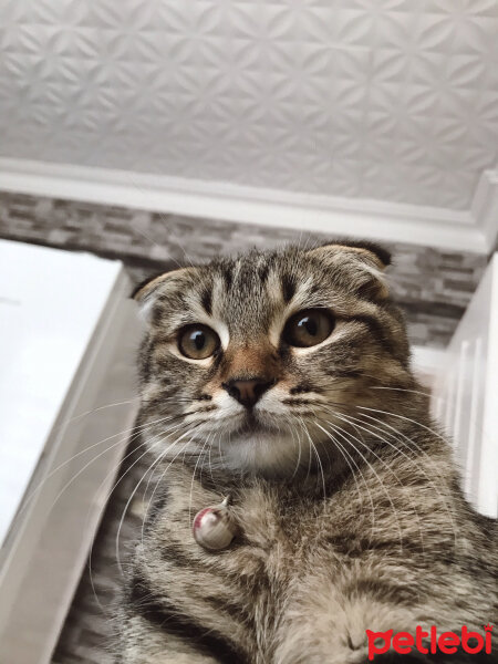 Scottish Fold, Kedi  Lena fotoğrafı