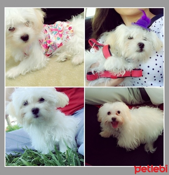 Maltese, Köpek  Çakıl fotoğrafı