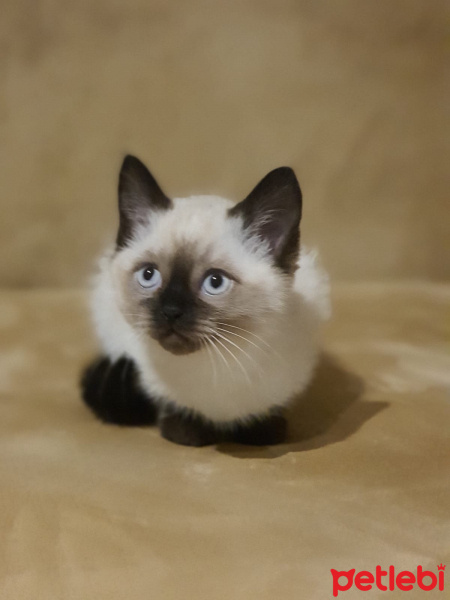 British Shorthair, Kedi  uzay fotoğrafı