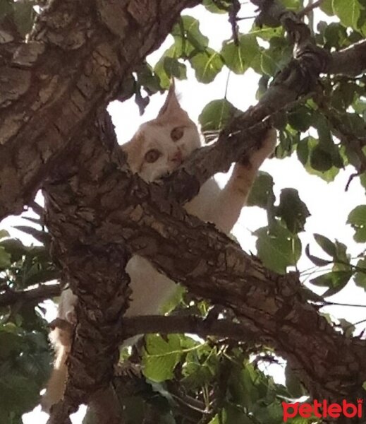 Tekir Kedi, Kedi  Minnoş  fotoğrafı