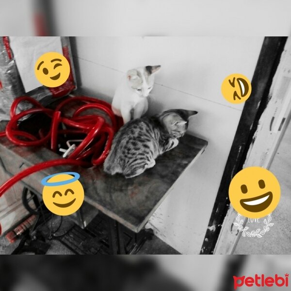 Tekir Kedi, Kedi  Minnoş  fotoğrafı