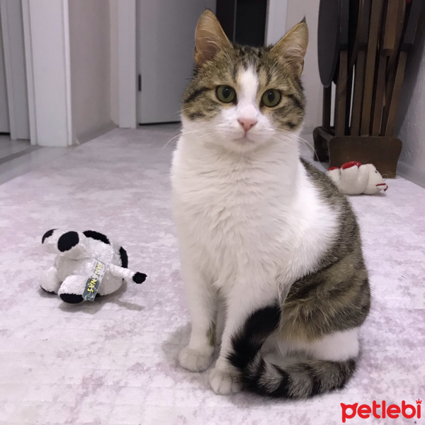 Tekir Kedi, Kedi  Rio fotoğrafı