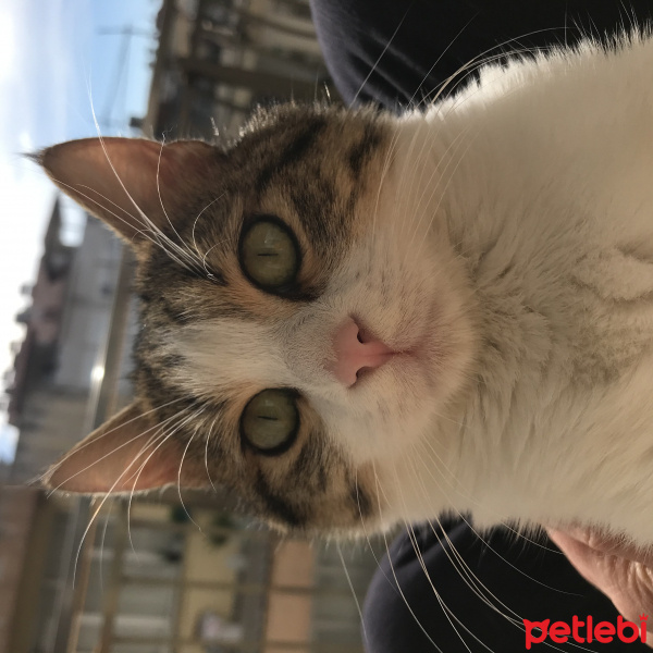 Tekir Kedi, Kedi  Rio fotoğrafı