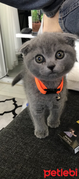 Scottish Fold, Kedi  Alex fotoğrafı