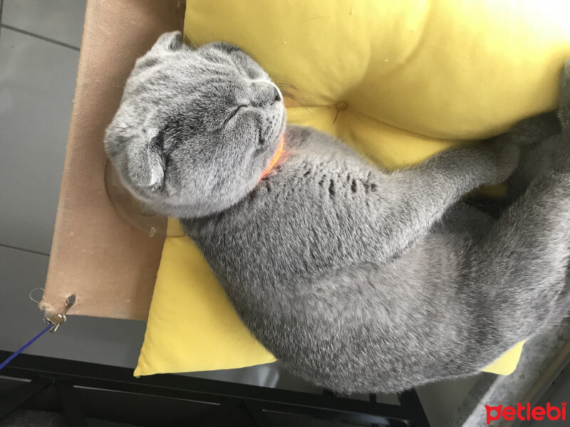 Scottish Fold, Kedi  Alex fotoğrafı