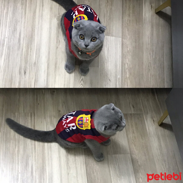 Scottish Fold, Kedi  Alex fotoğrafı