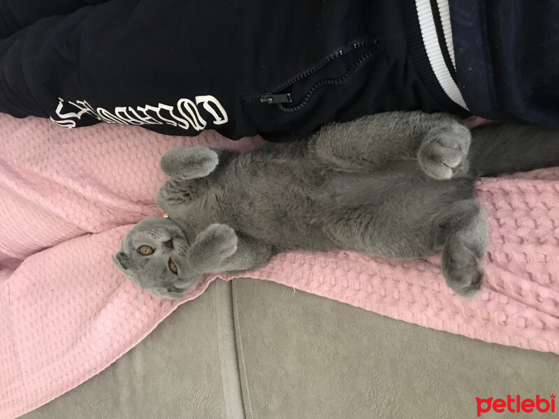 Scottish Fold, Kedi  Alex fotoğrafı