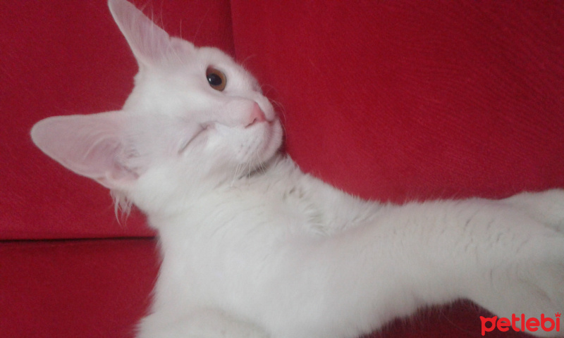 Chinchilla, Kedi  Pambık fotoğrafı