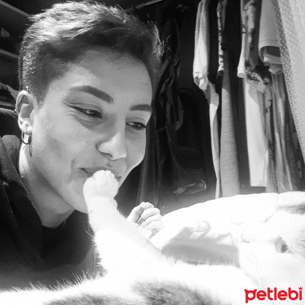 Tekir Kedi, Kedi  Minnoş fotoğrafı