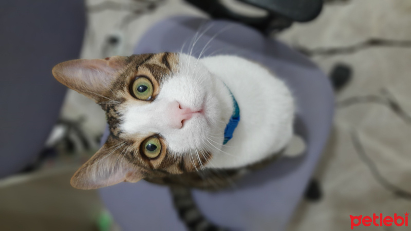 Tekir Kedi, Kedi  Mahmud fotoğrafı