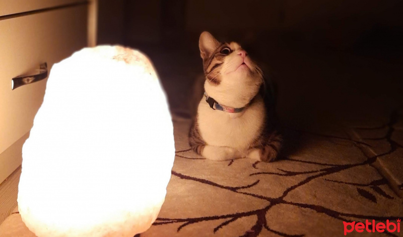 Tekir Kedi, Kedi  Mahmud fotoğrafı