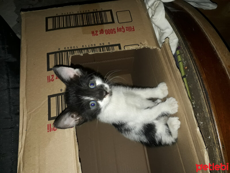 Tekir Kedi, Kedi  Çaki fotoğrafı