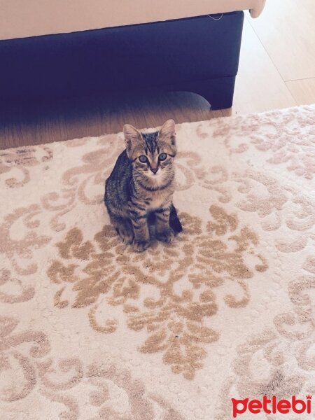 Tekir Kedi, Kedi  Maya fotoğrafı