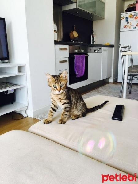 Tekir Kedi, Kedi  Maya fotoğrafı