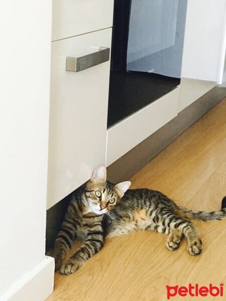 Tekir Kedi, Kedi  Maya fotoğrafı