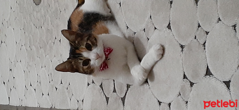 Tekir Kedi, Kedi  Puding fotoğrafı