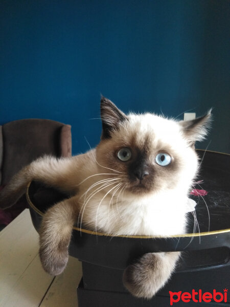 British Shorthair, Kedi  Patik fotoğrafı