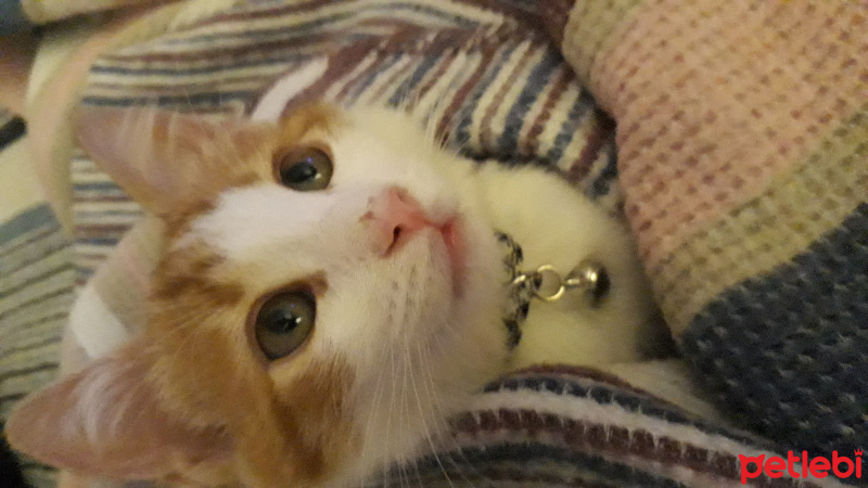 Tekir Kedi, Kedi  Mars fotoğrafı