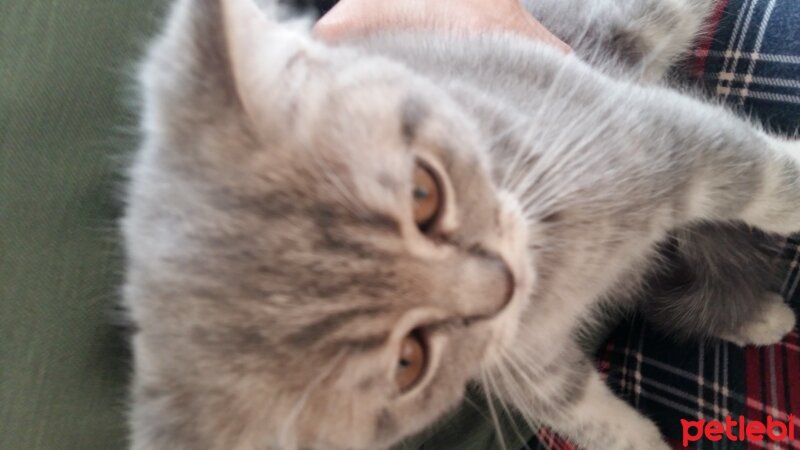 British Shorthair, Kedi  Duman fotoğrafı