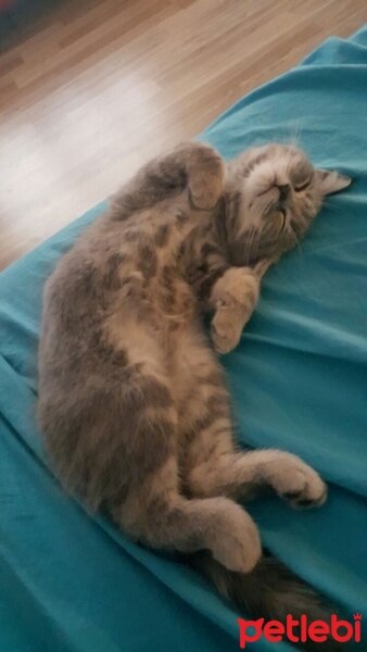 British Shorthair, Kedi  Duman fotoğrafı