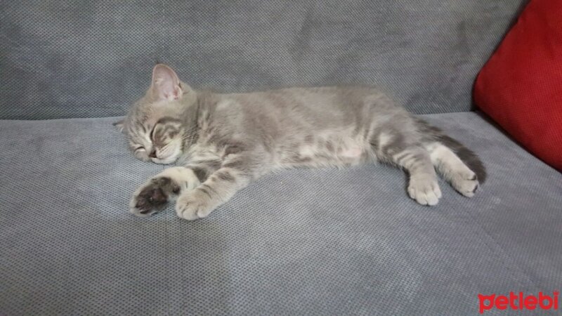 British Shorthair, Kedi  Duman fotoğrafı