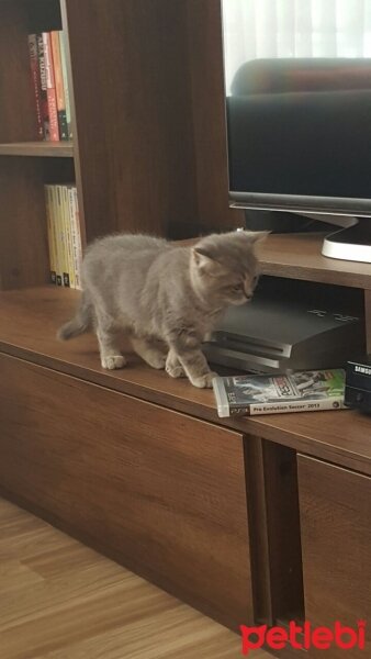 British Shorthair, Kedi  Duman fotoğrafı