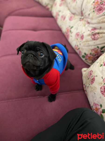 Pug, Köpek  Ares fotoğrafı