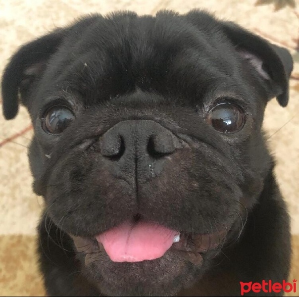 Pug, Köpek  Ares fotoğrafı