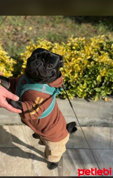 Pug, Köpek  Ares fotoğrafı
