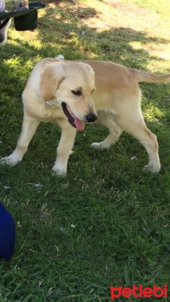 Golden Retriever, Köpek  puffy fotoğrafı