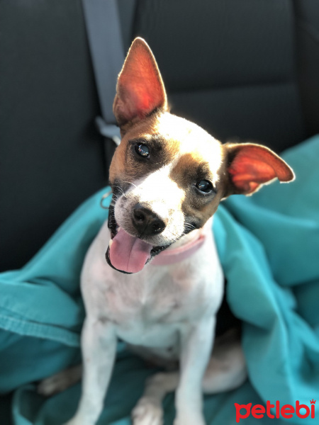 Jack Russell Terrier, Köpek  Maske fotoğrafı