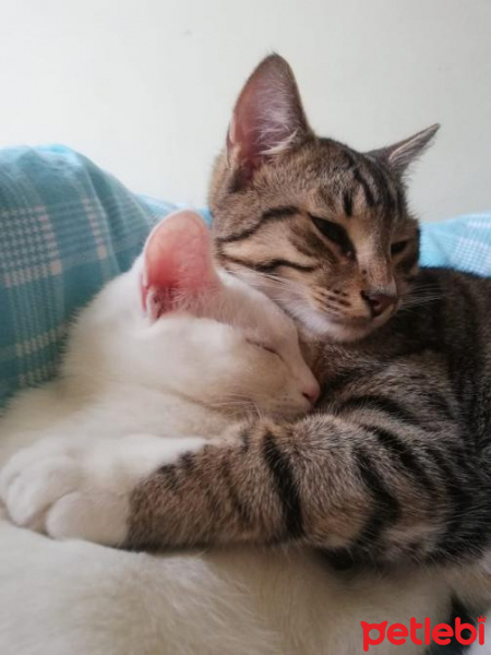 Tekir Kedi, Kedi  Frejya fotoğrafı