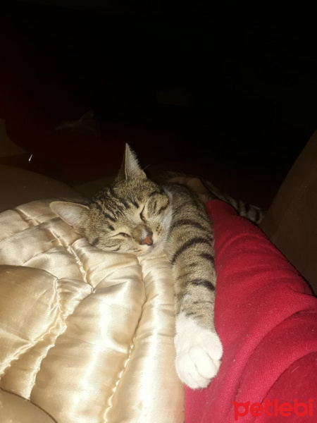 Tekir Kedi, Kedi  Frejya fotoğrafı